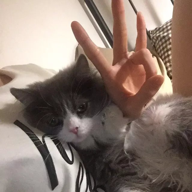 从弘盛雅